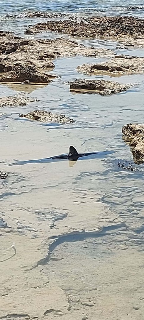 Young Shark Spotted In Ayia Napa Cyprus Mail