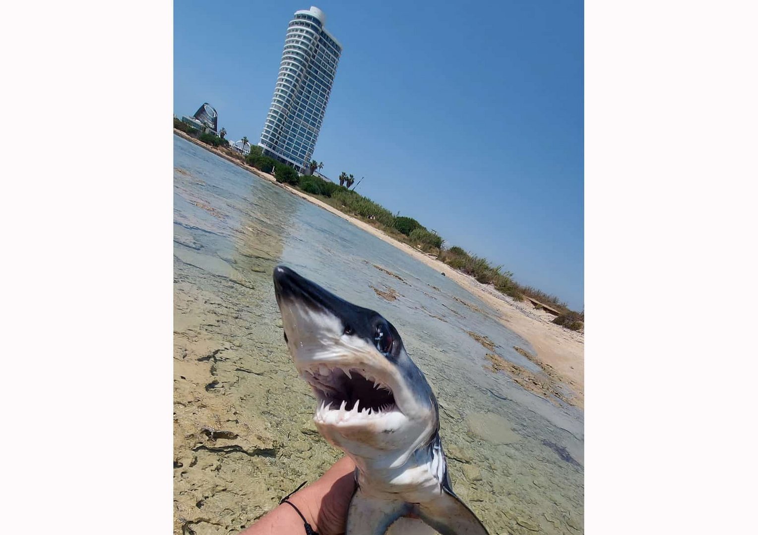 Young Shark Spotted In Ayia Napa Cyprus Mail
