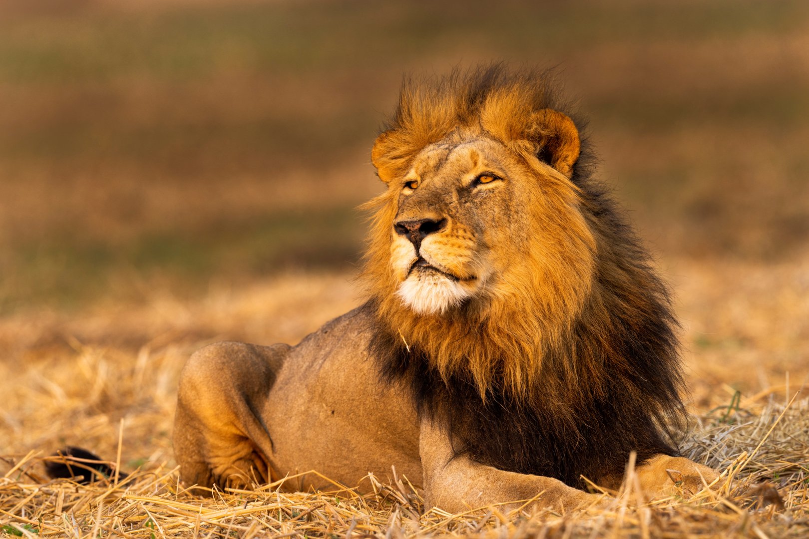 image Vulture surveillance system alerts Zambian park to poisonings