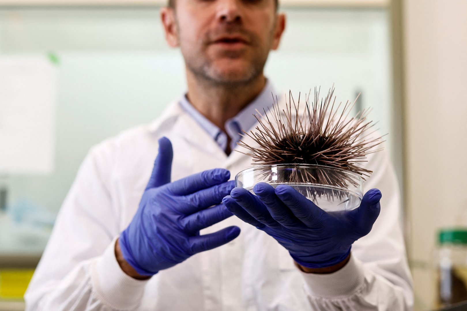 image As black sea urchins in Greece and Turkey disappear, what about Cyprus? 