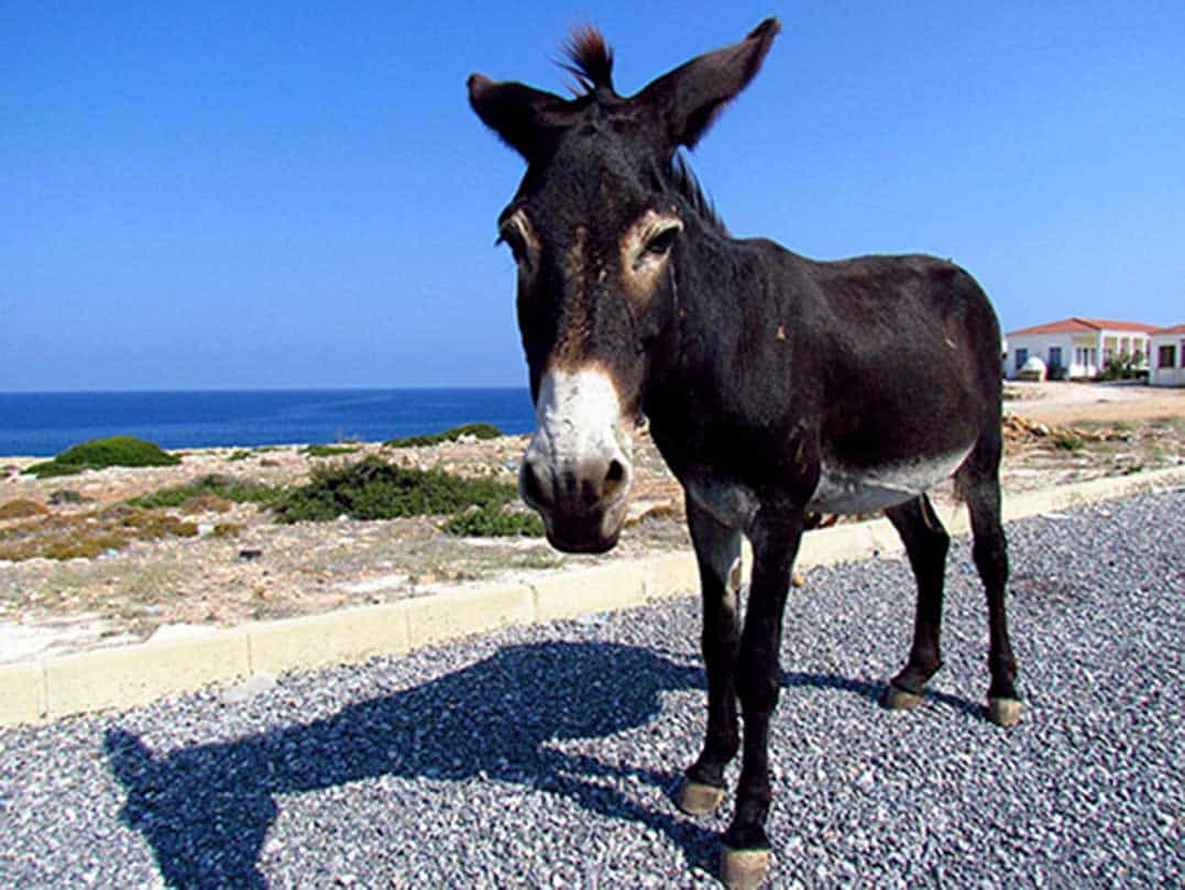 Donkey dead after being run over | Cyprus Mail