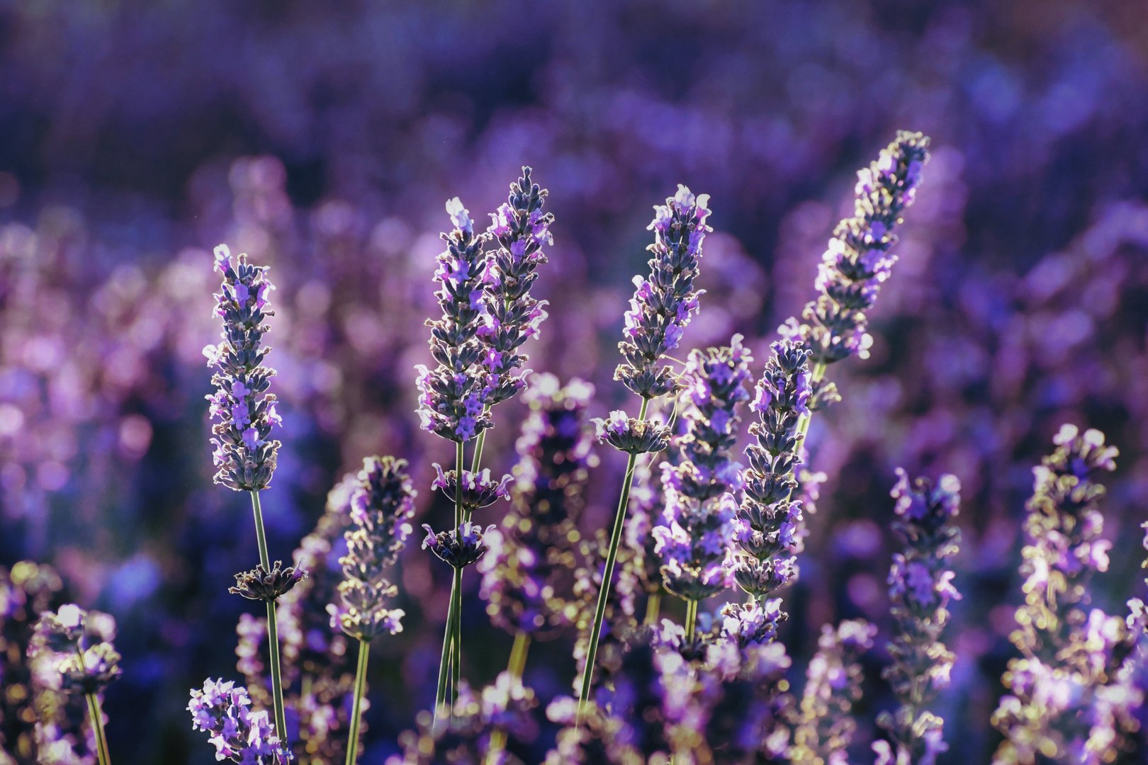 image Platres welcomes Lavender Festival