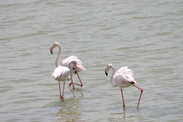 image Mild May means flamingos still at Paralimni lake