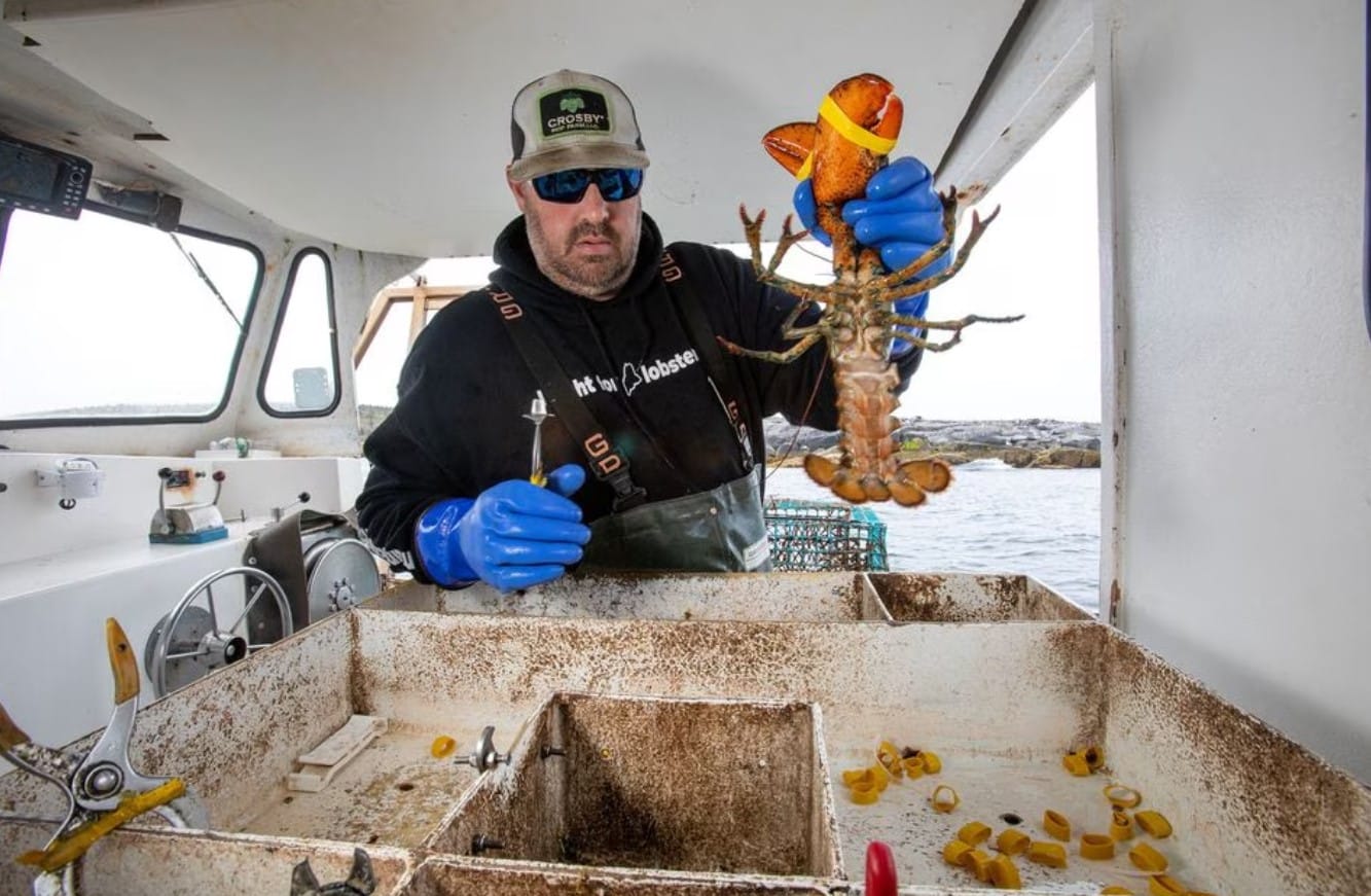 image North American lobster industry confronts &#8216;ropeless&#8217; traps after whale entanglements