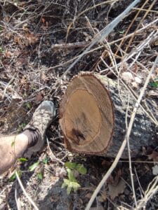 trees cut tala foot