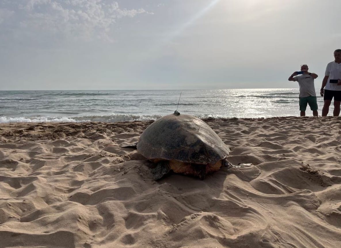 image Two sea turtles nest on Spain&#8217;s Mediterranean coast as waters warm