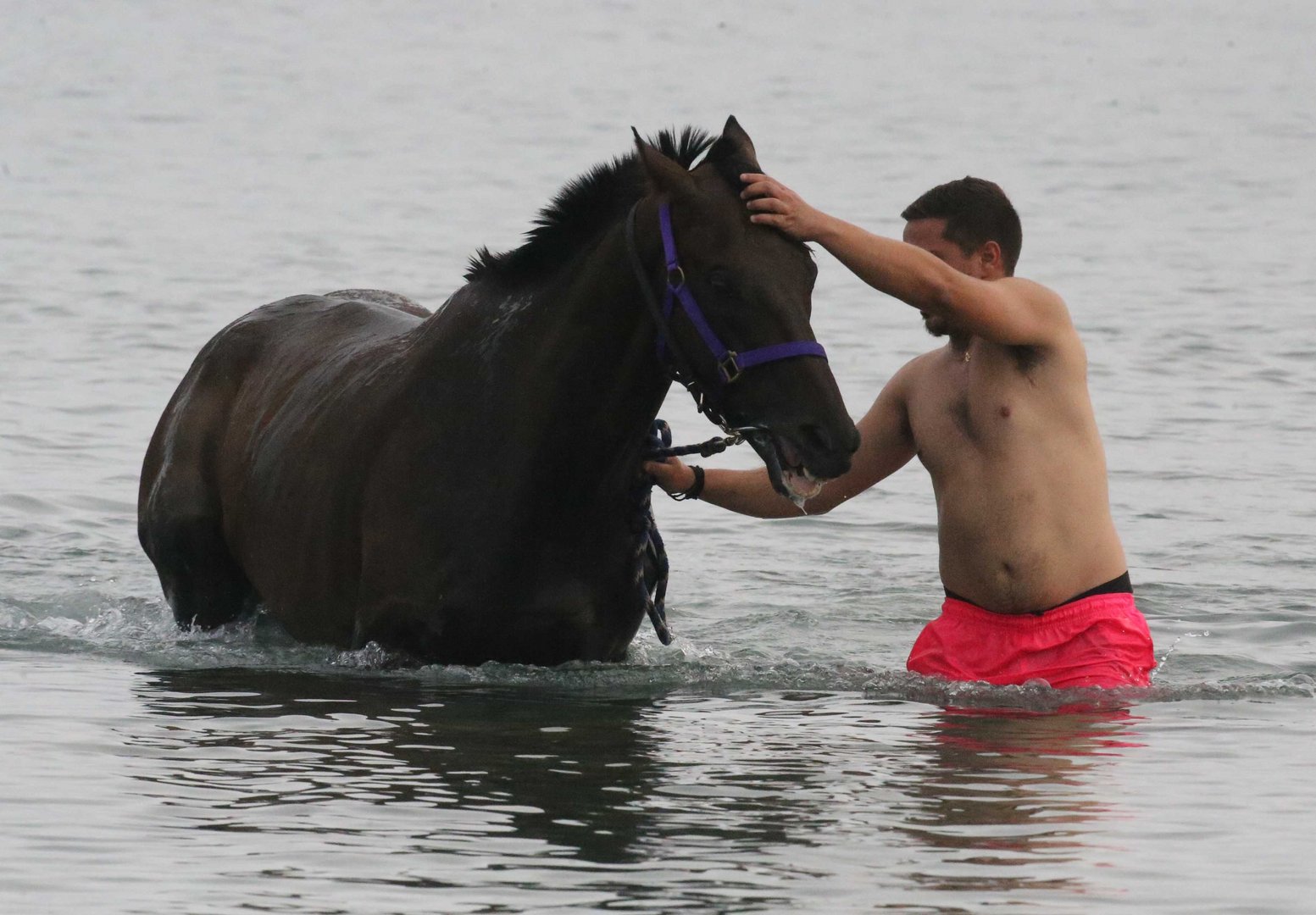 image Sea water therapy for horses (with video)