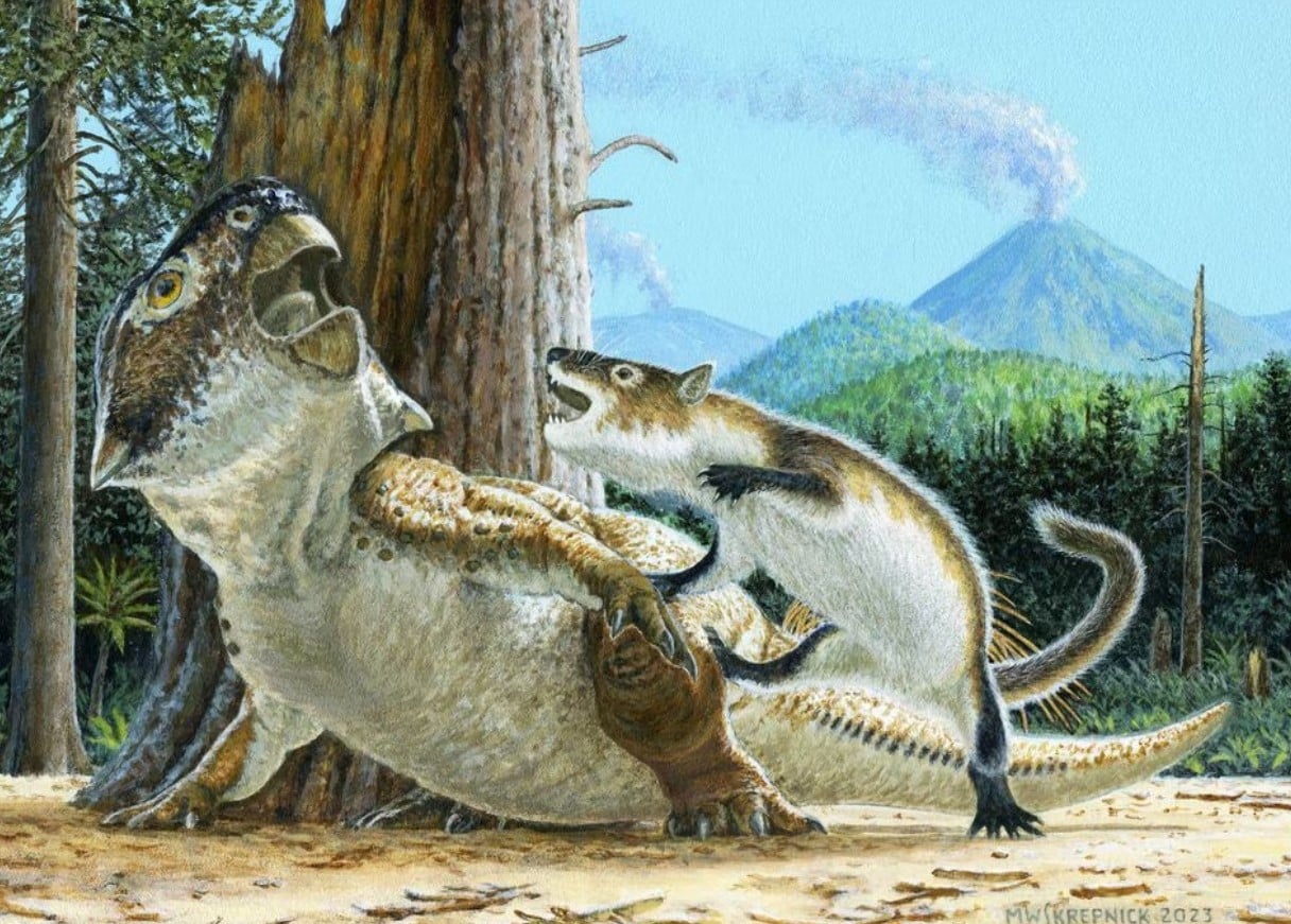 image Dramatic fossil shows pugnacious mammal attacking a dinosaur