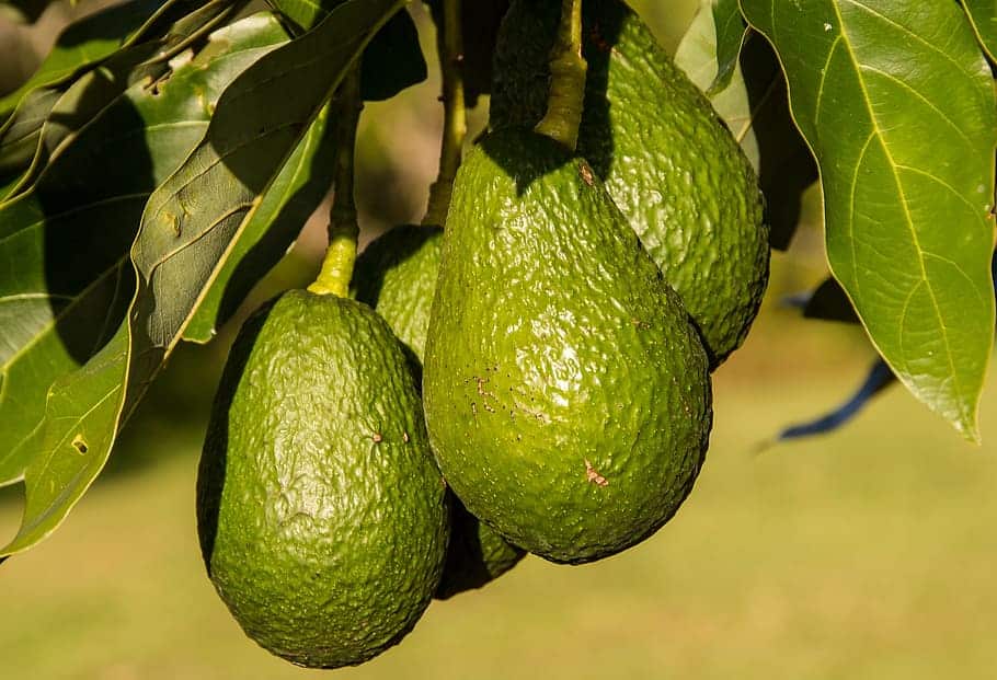 image Heat kills off avocado plantations