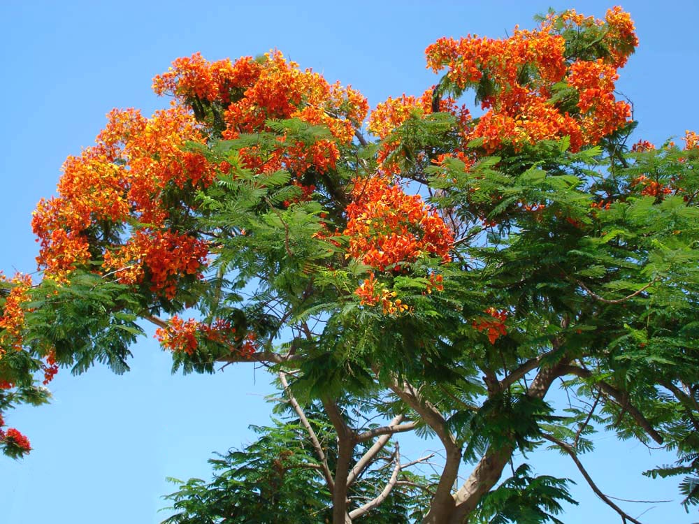 image Plants to brighten up your garden at this time of year