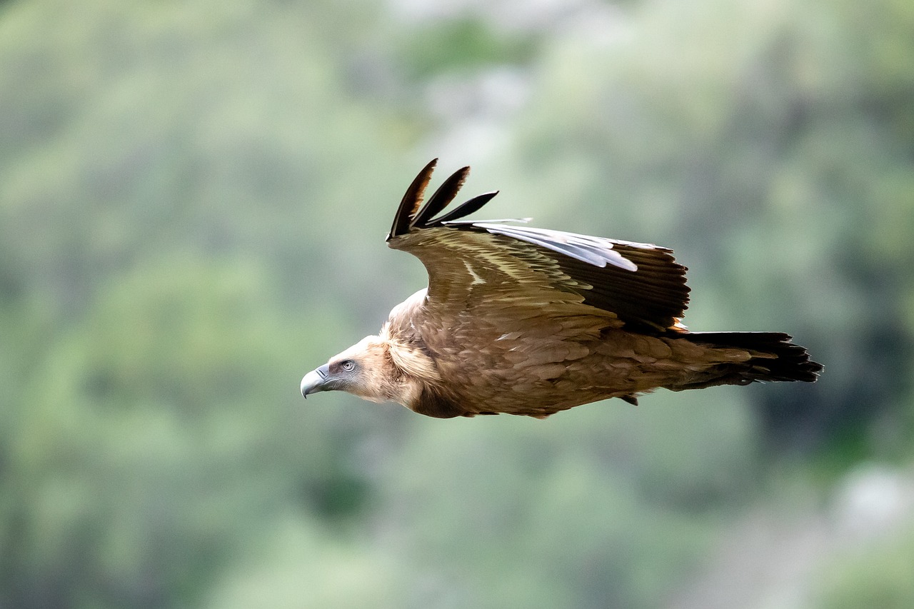 image Griffon Vultures at risk from poison baits
