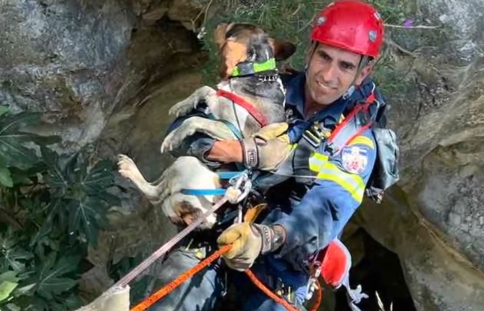 image Fire fighters rescue dog from 200m ravine (video)