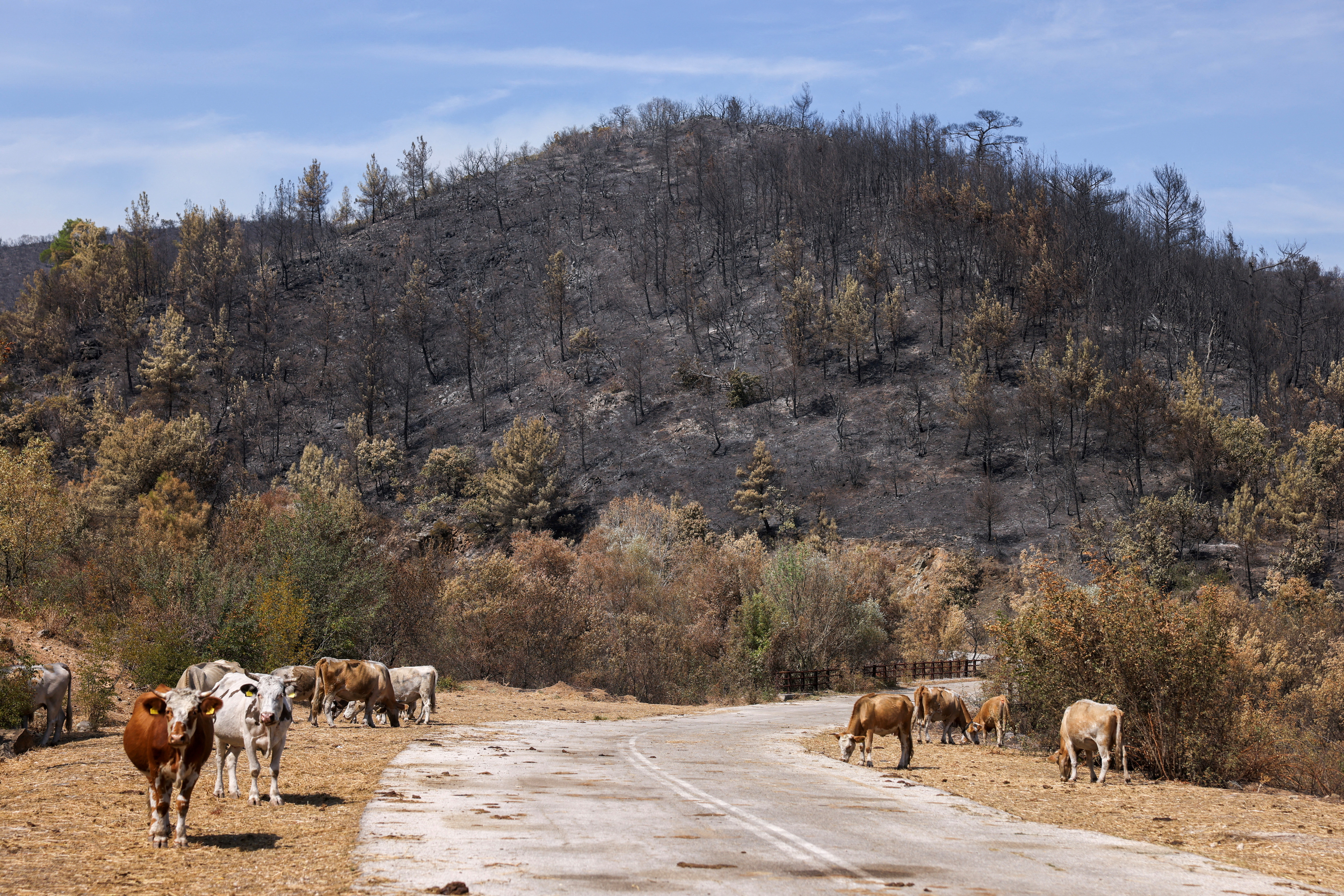 image Greece wildfire destroys area bigger than New York City