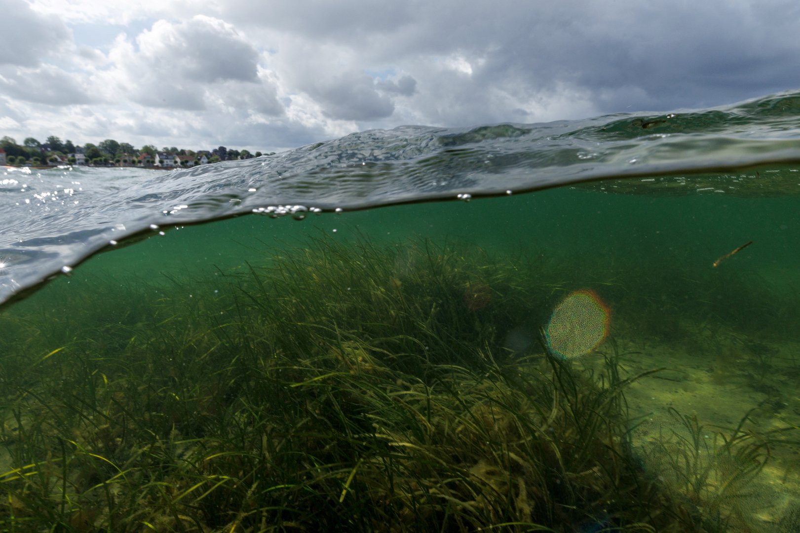 image In Baltic Sea, citizen divers restore seagrass to fight climate change