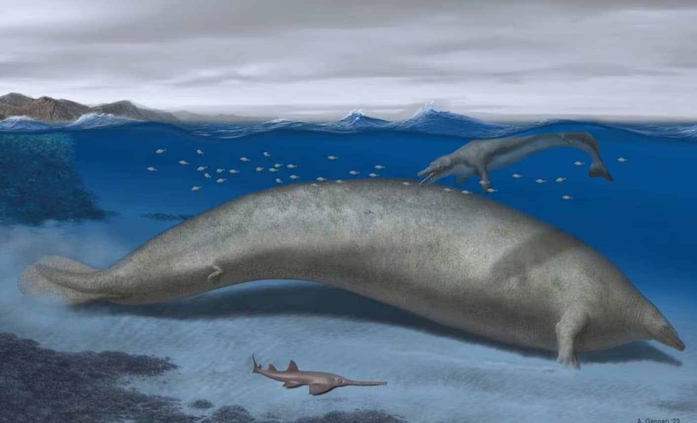 image Ancient whale from Peru may be most massive animal ever on Earth