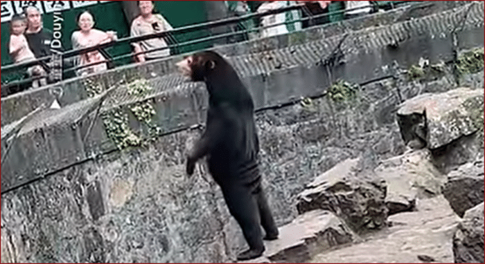 image Tourists flock to Chinese zoo to see &#8216;human-like&#8217; bear (video)