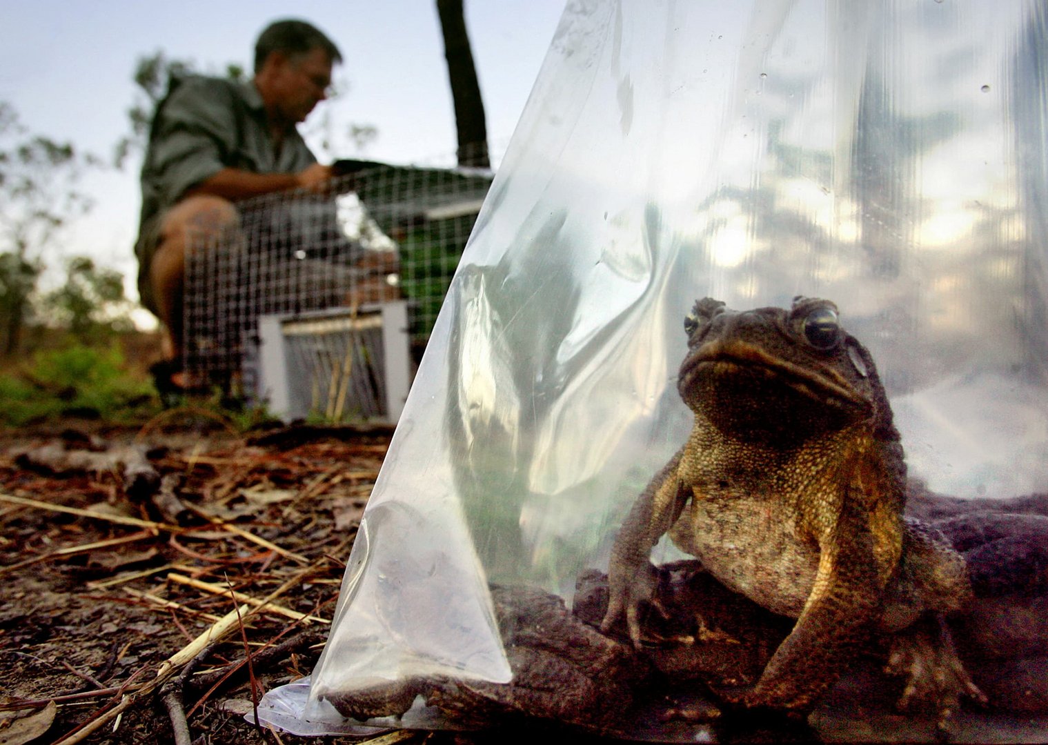 cover Invasive species costs global economy $423bn per year &#8211; UN report