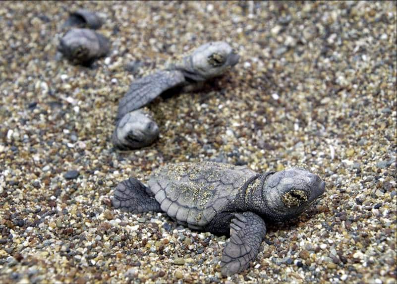 image High number of turtle nests found this year on British bases
