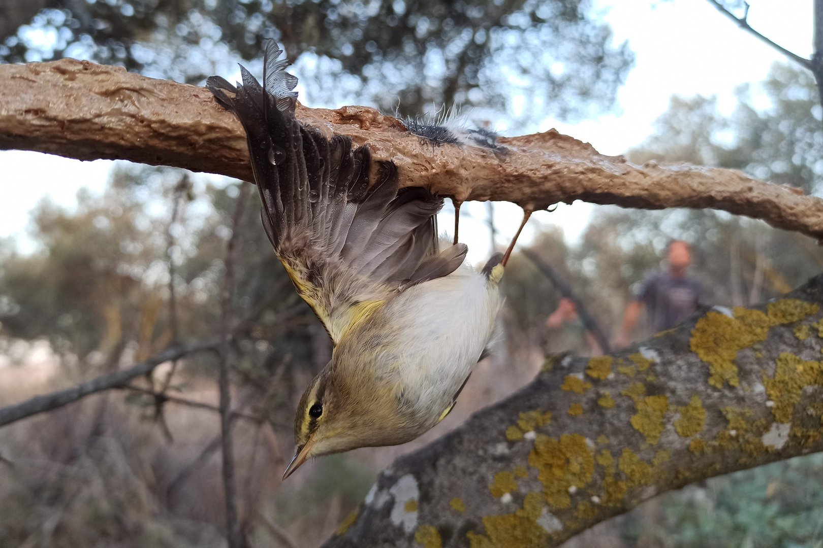 image Protection groups lambast paltry bird trapping fines