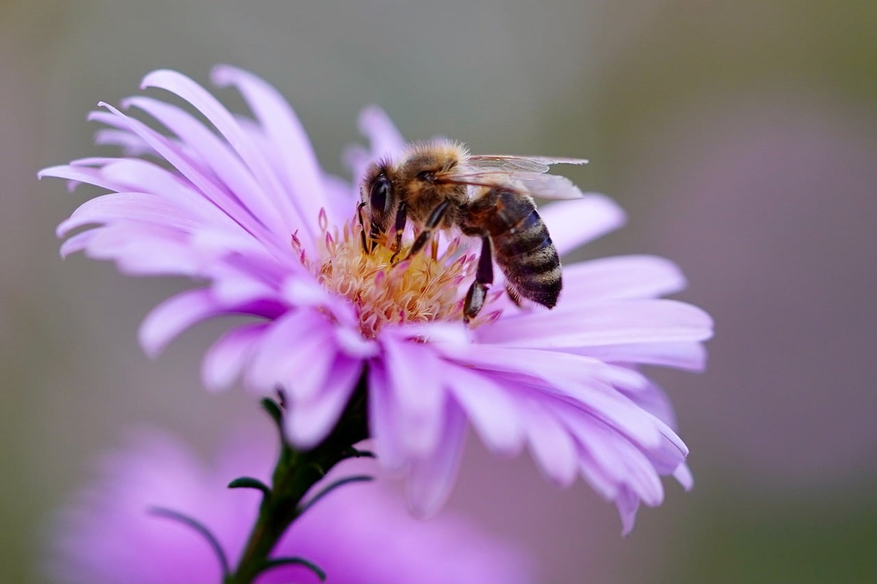 image EU&#8217;s bid to save bees stings sugar beet farmers