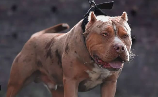 image Britain to ban American XL bully dogs by the end of the year