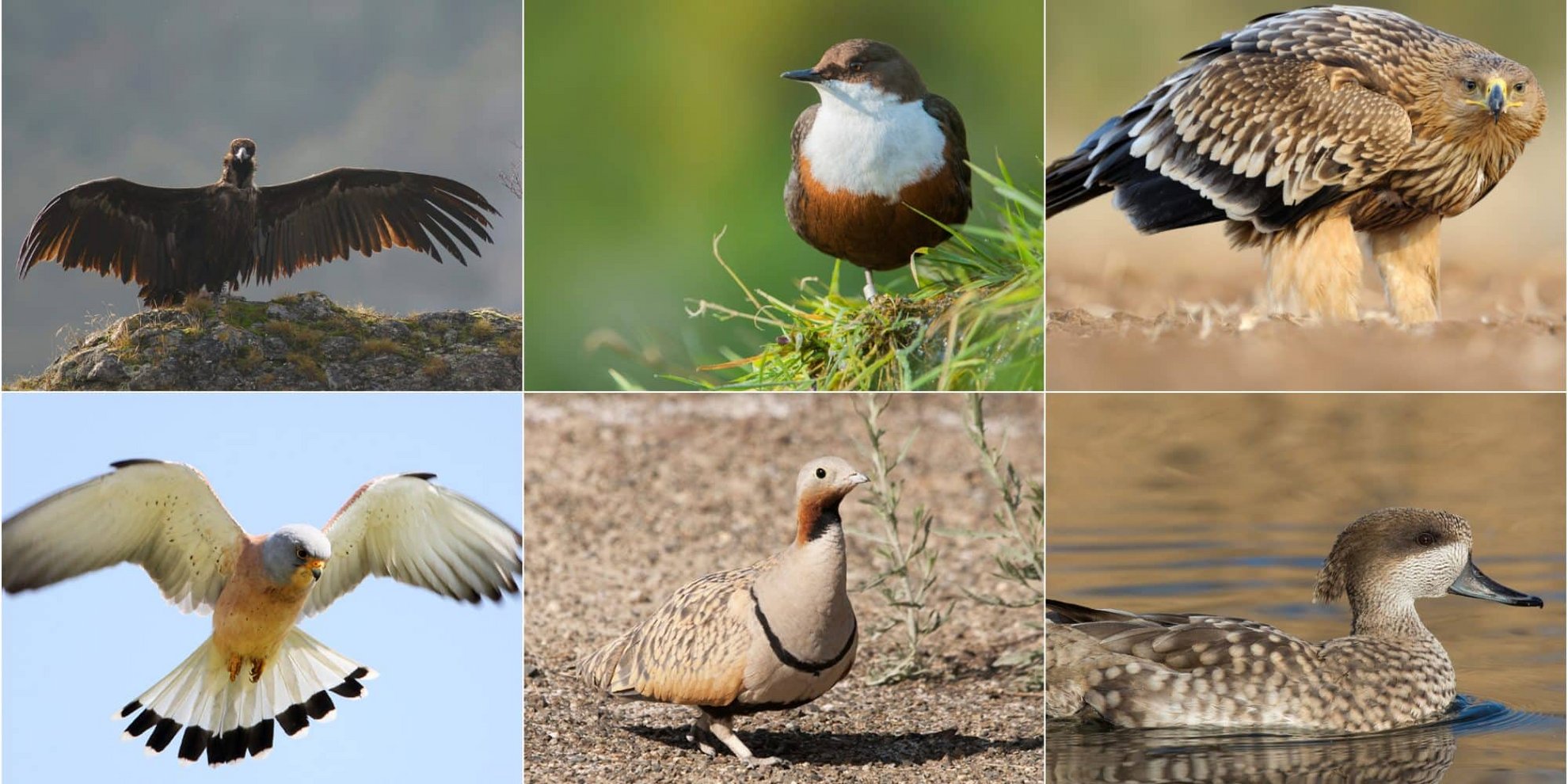 image Falling bird biodiversity ‘should ring alarm bells’