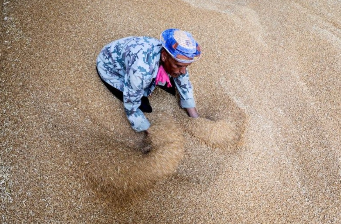 image Egypt buys nearly half a million tons of Russian wheat in private deal