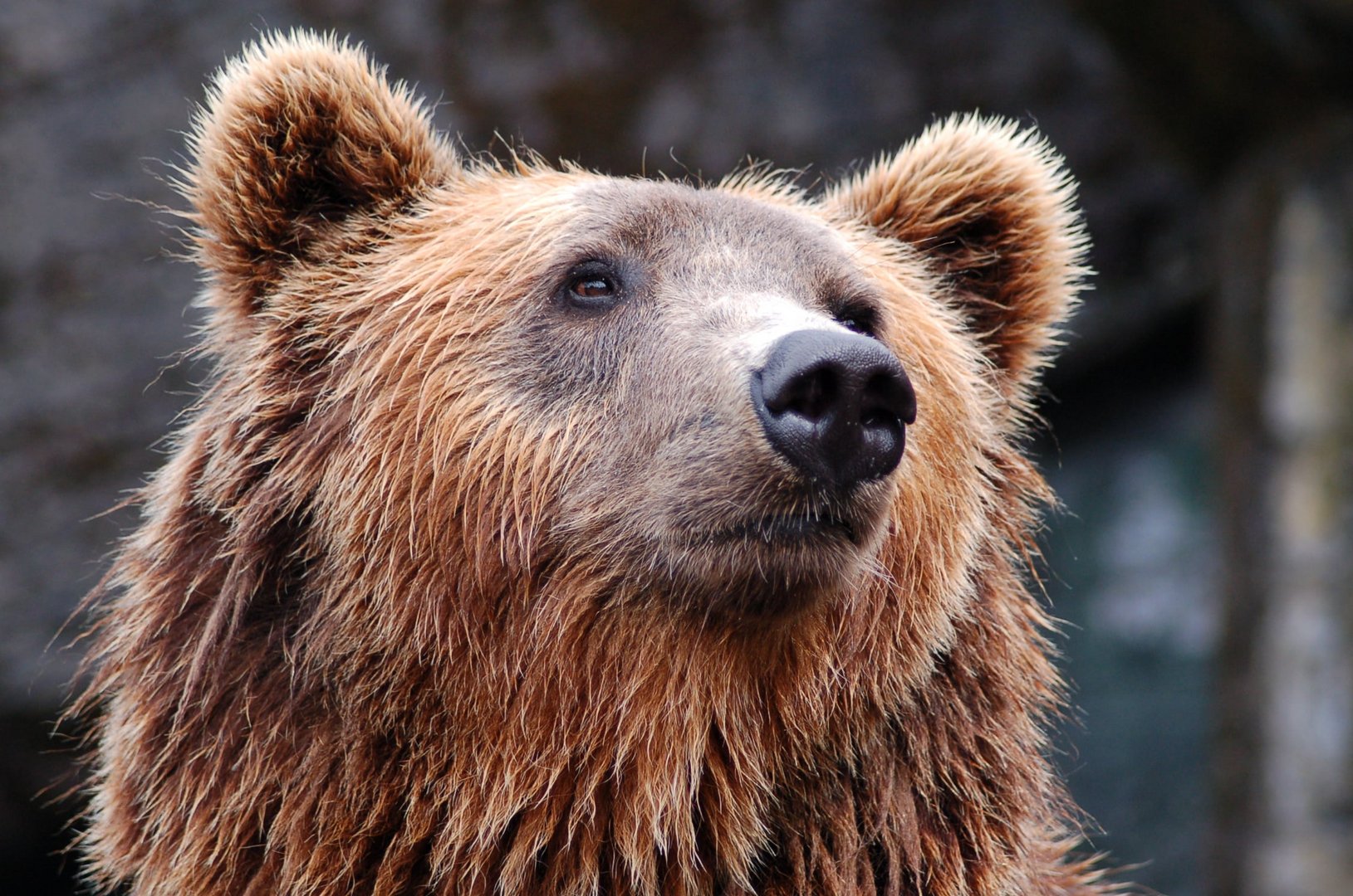 image Brown bears kept illegally in Nicosia &#8211; report