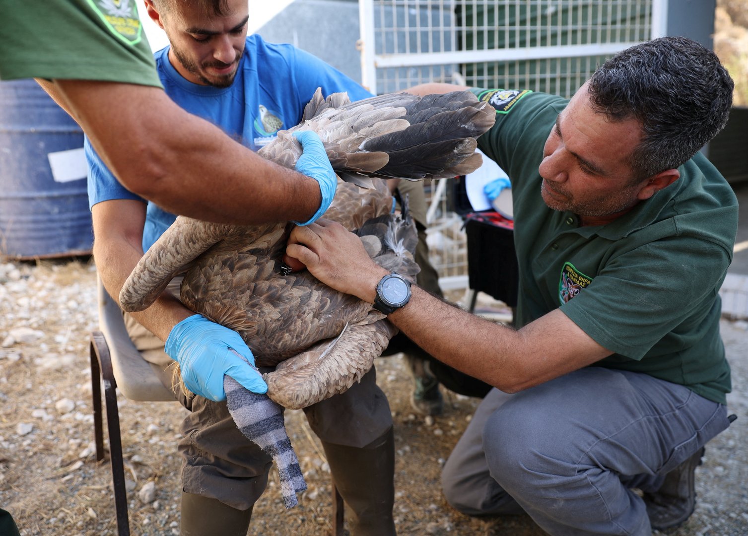image Cyprus releases endangered vultures to boost population