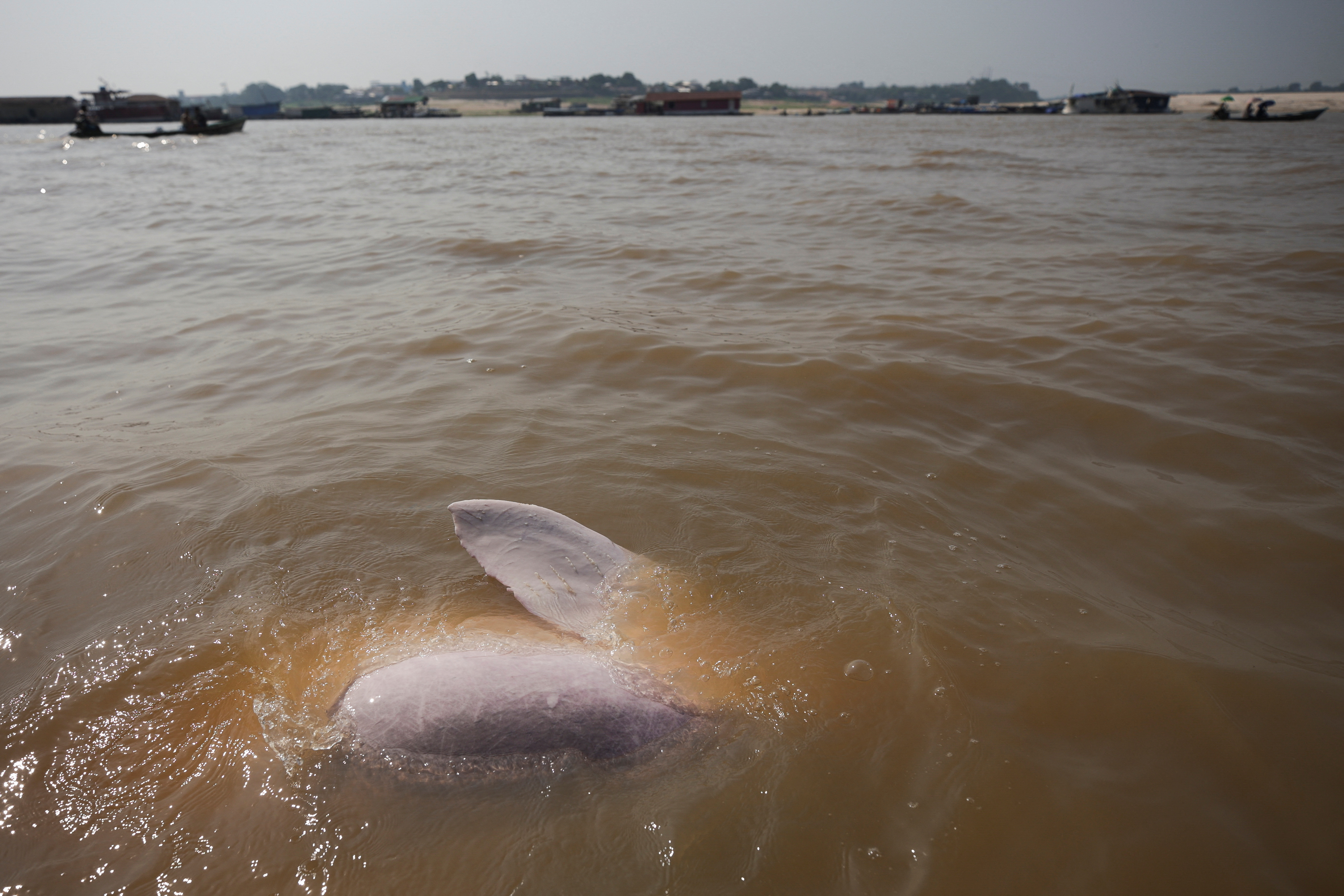 cover More rare dolphins die in new spot along Brazil&#8217;s Amazon River -report