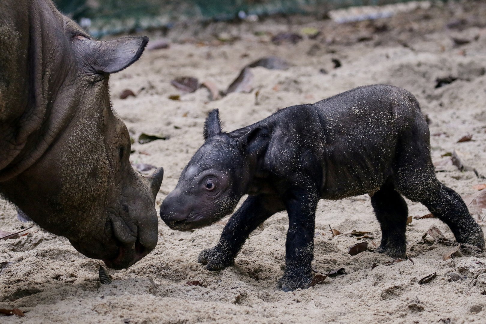 image Endangered Sumatran rhino born in Indonesia