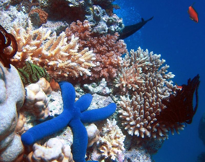 image Countries pledge to raise $12 billion to fund coral reef protection