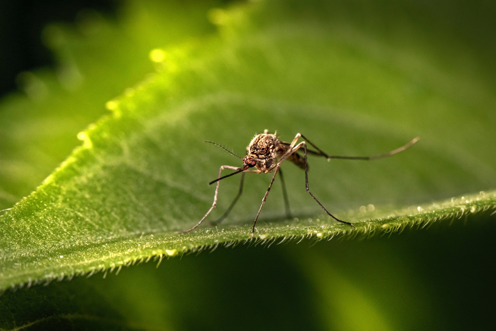 image Dengue will &#8216;take off&#8217; in southern Europe, US, Africa this decade
