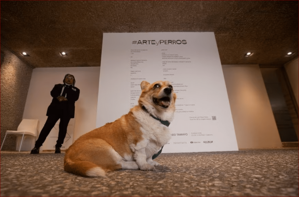 cover Modern art is for dogs too at Museo Tamayo