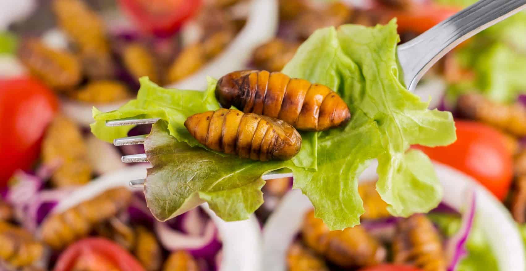 Пища насекомых. Silkworms еда. Insects food. Баннер ресторана еды из насекомых. Нетрадиционные виды питания насекомых.