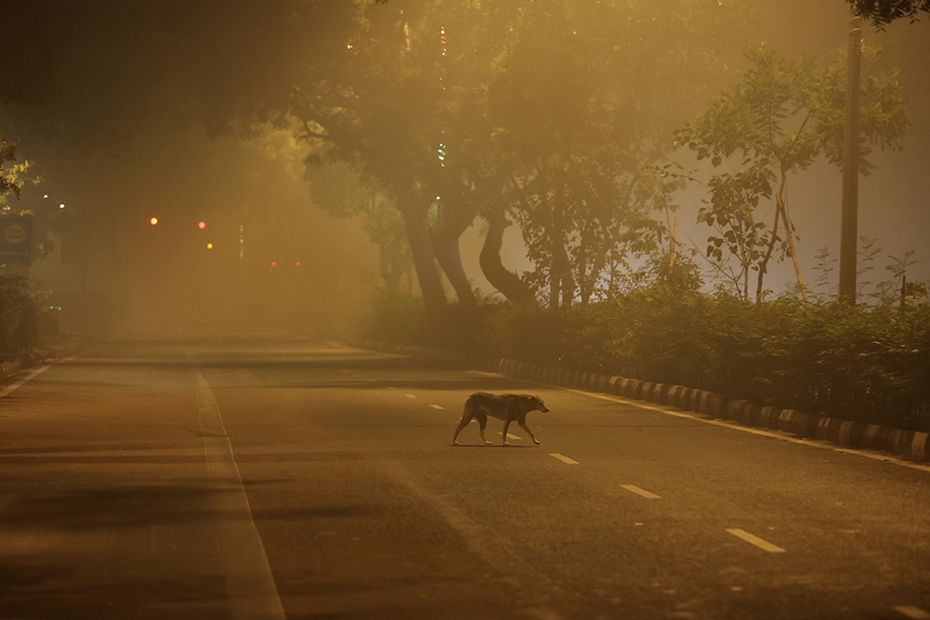 a dog crosses a road on a smoggy morning in new delhi