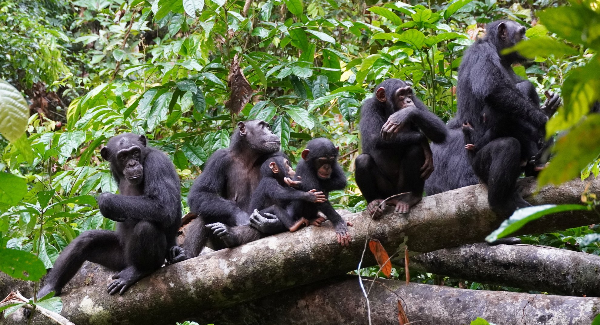 image Scientists observe chimpanzees using human-like warfare tactic