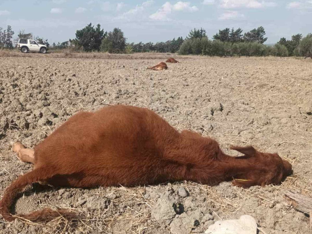 image Suspicious death of cows in Akrotiri to be investigated