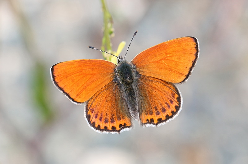 feature3 lycaena thersamon (lesser fiery copper) photo by eddie john