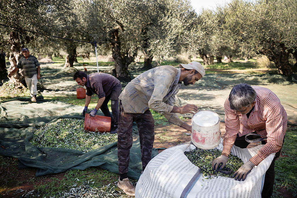 image Greek olive growers brace themselves as thieves seek pricey crop