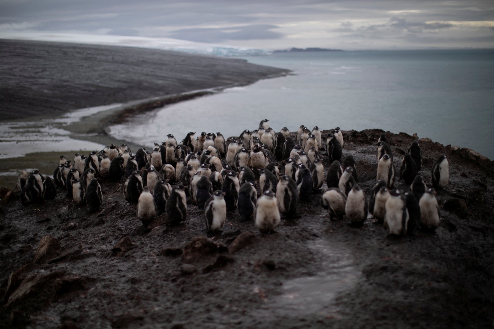 image Extreme sleep behaviour documented in cute Antarctic chinstrap penguins