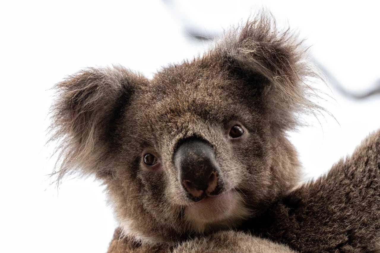 image Australia&#8217;s proposed koala haven faces logging threat