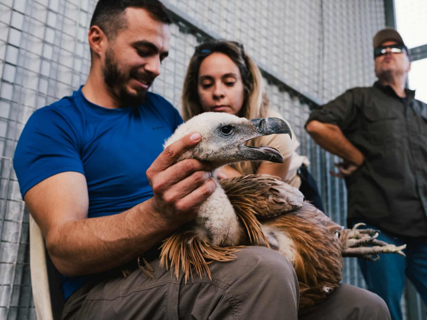 Spanish vultures released in Cyprus to replenish population