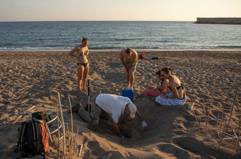 feature melissa simon opens up turtle nests in order to collect data (david hands)