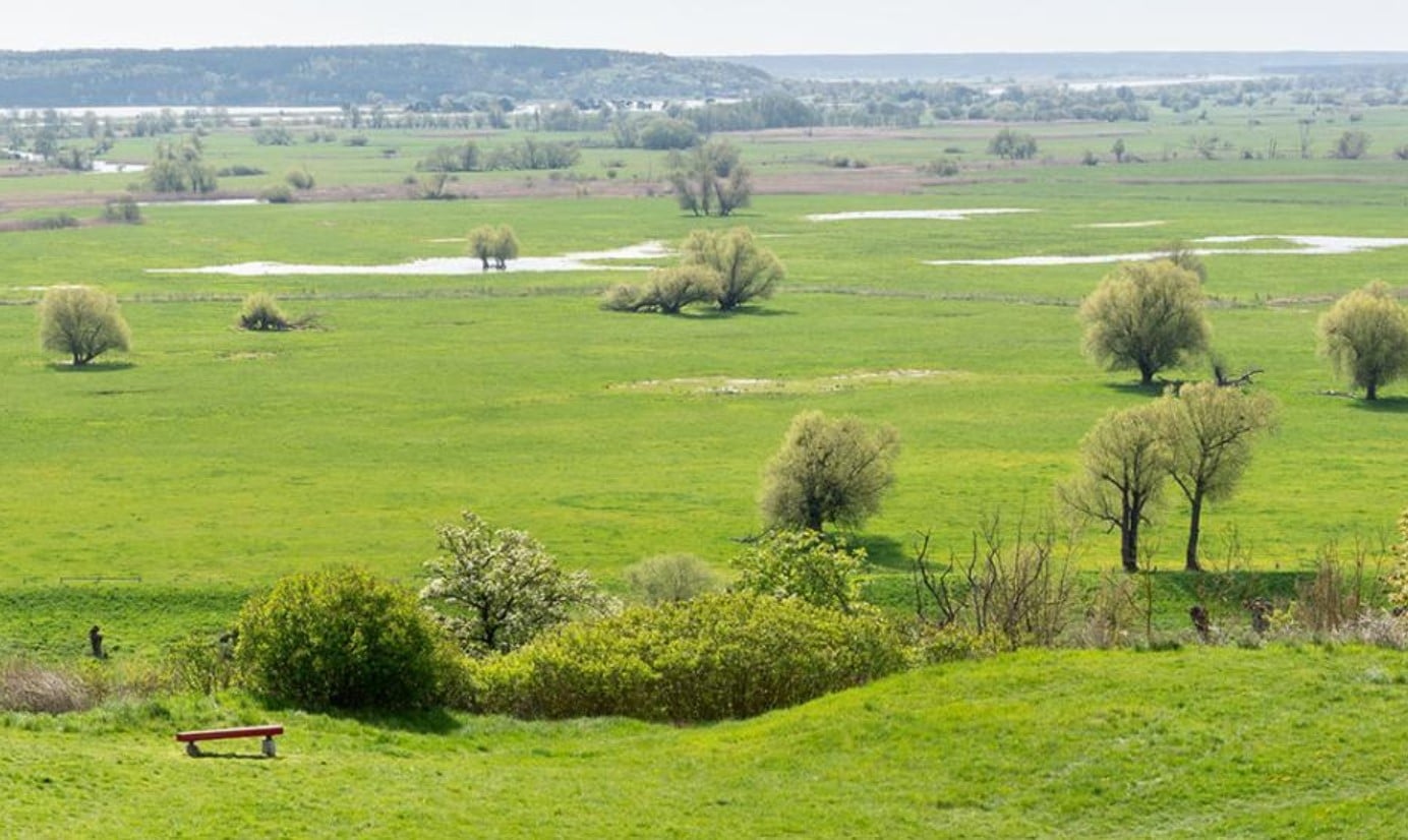image Greener pastures: grasslands’ environmental and economic potential