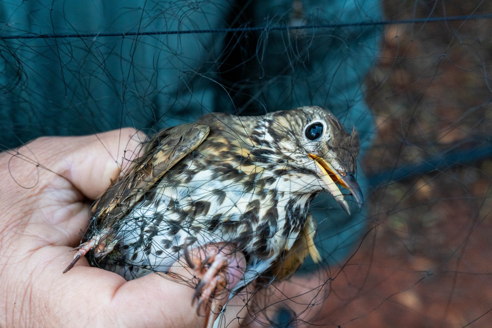 image Bird trappers caught are only ‘the tip of the iceberg’