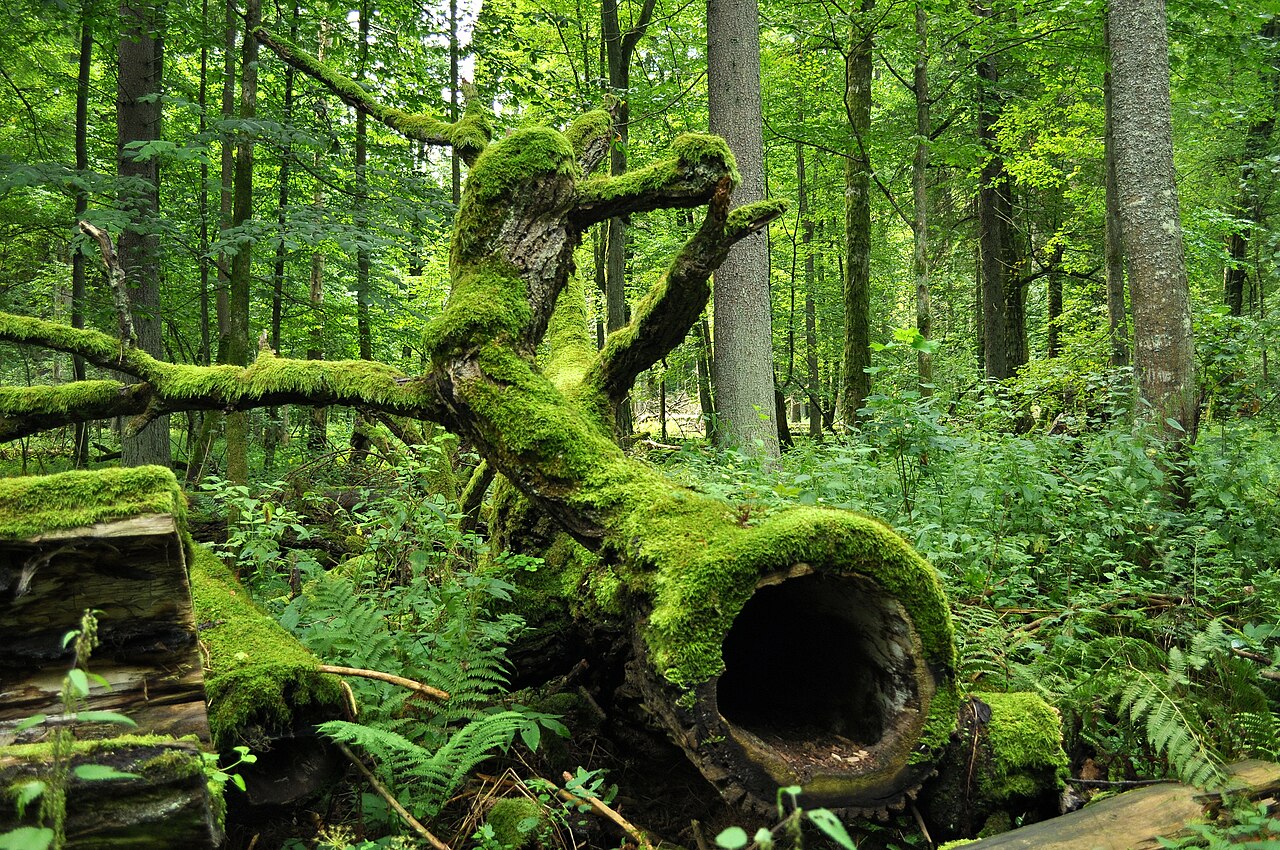 image Poland orders to halt logging in 10 oldest forest areas