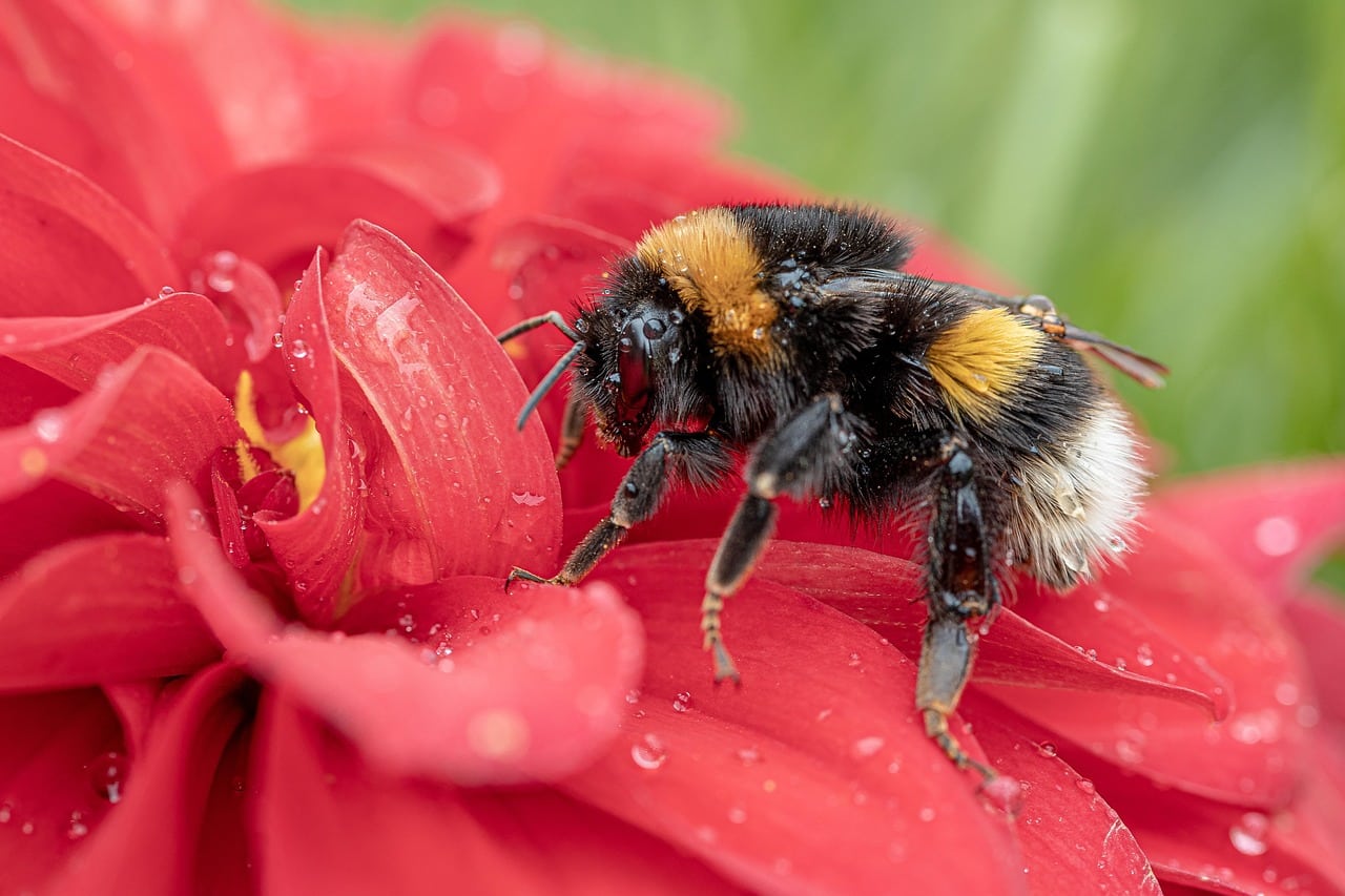 cover Silent fields: a cocktail of pesticides is stunting bumblebee colonies across Europe