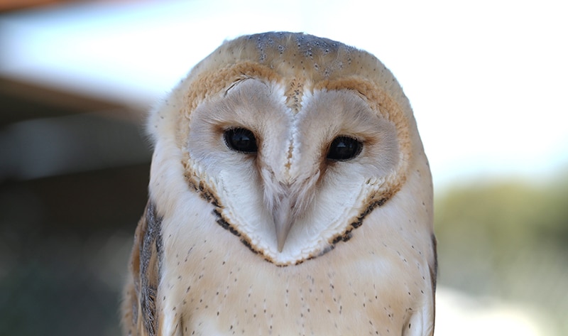 feature3 june cyprus barn owl credit photographer markos charalambides