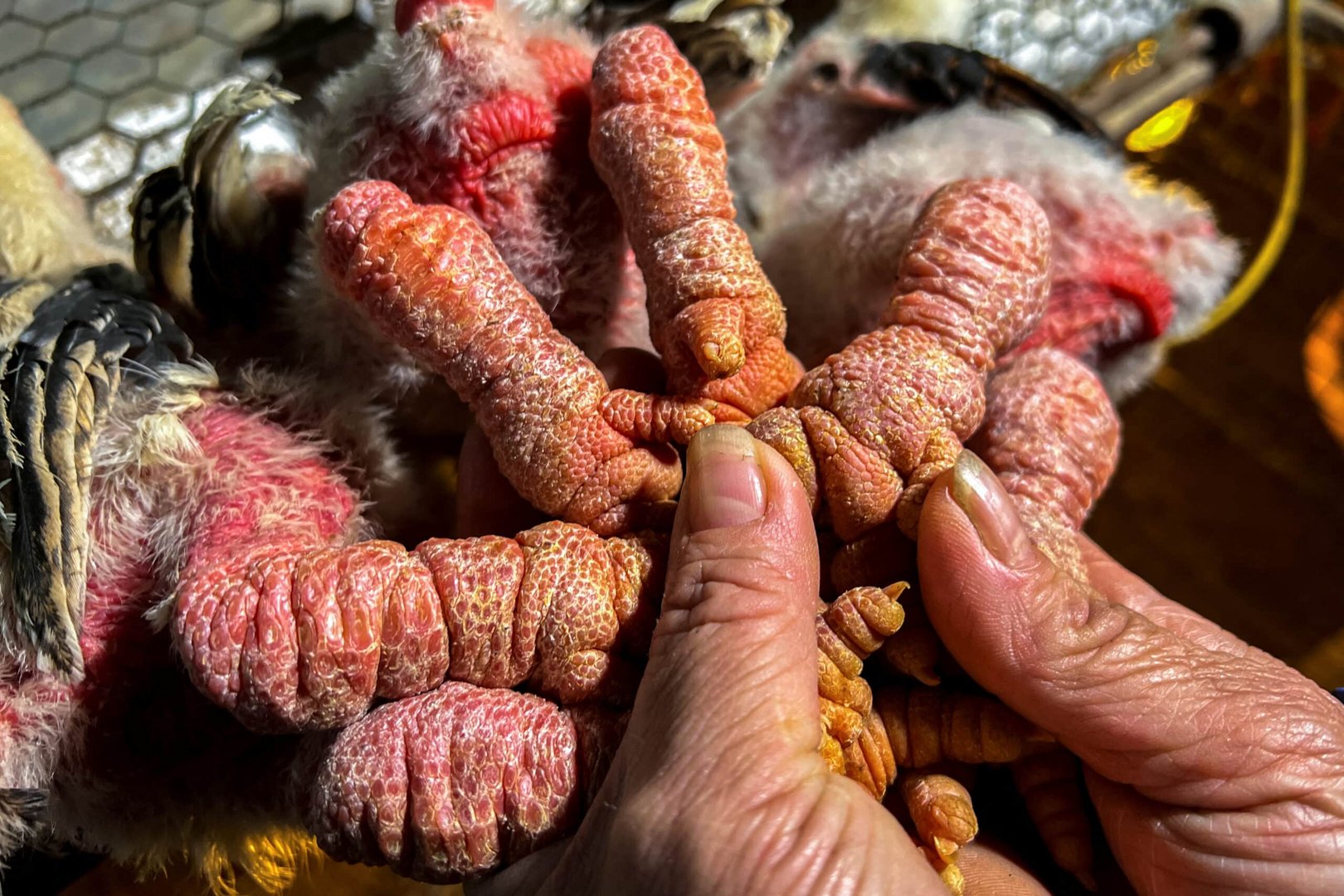 meet vietnam's 'dragon feet' chicken, a lunar new year delicacy